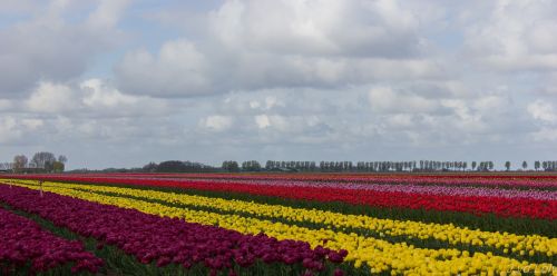 air tulips colors