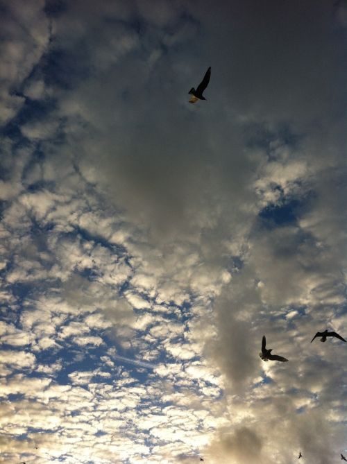 air seagull clouds