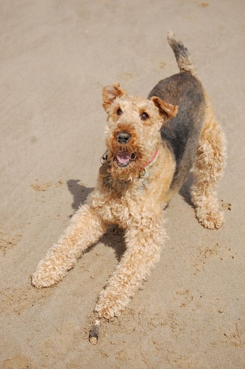 airedale terrier happy