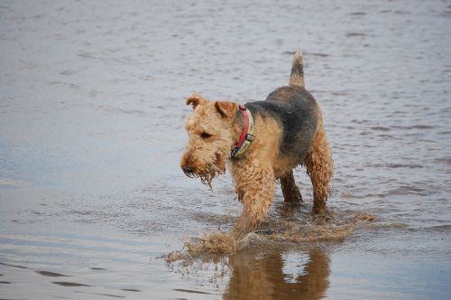 airedale terrier playing
