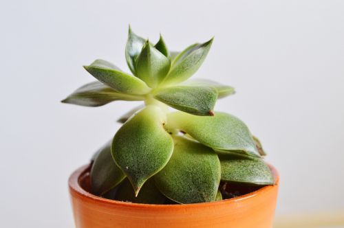 airy plant plant pot