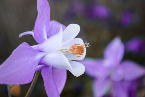 akelei purple flower