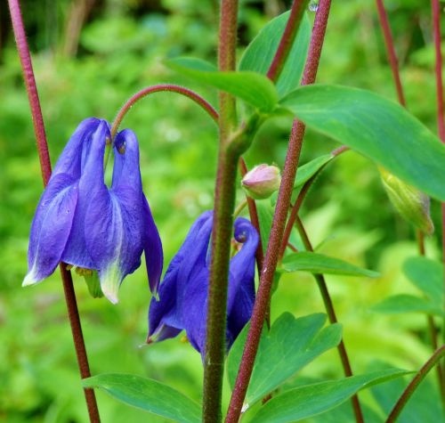 akelei flower blue