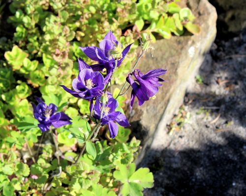 akelei flower purple