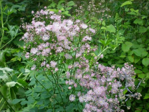 akelejruta flowers garden