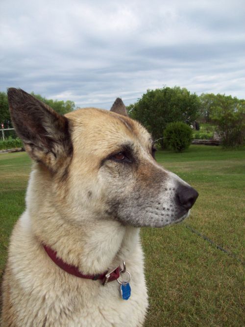 Akita Dog Profile