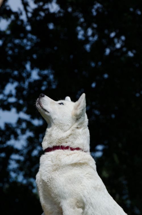 akita inu husky hybrid