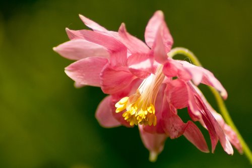 akkelei  flower  pink