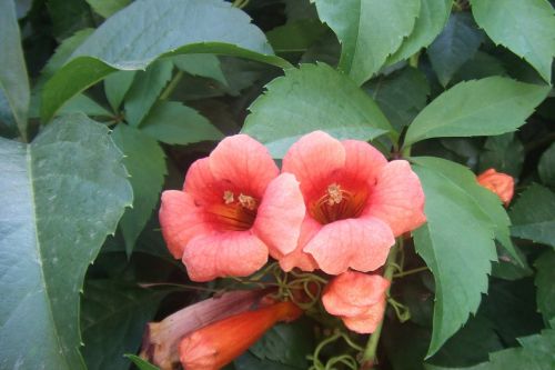 alanya flowers flower plant