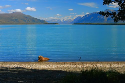 alaska brown bear wildlife