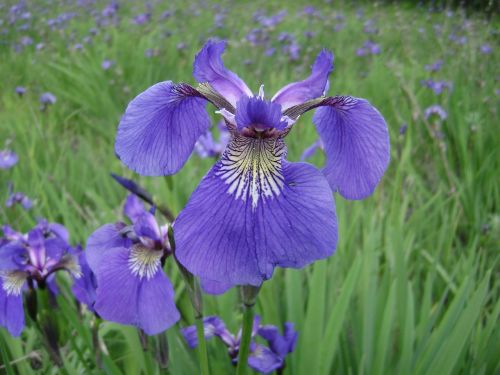 alaska iris fields