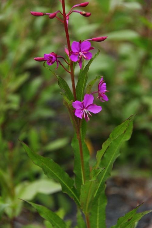 alaska flower fauna
