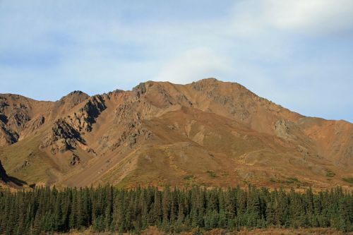 alaska forest wilderness