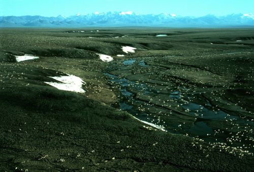 alaska landscape caribou