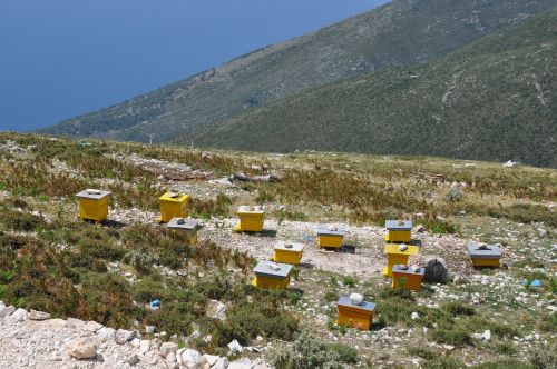 albania beehives apiculture