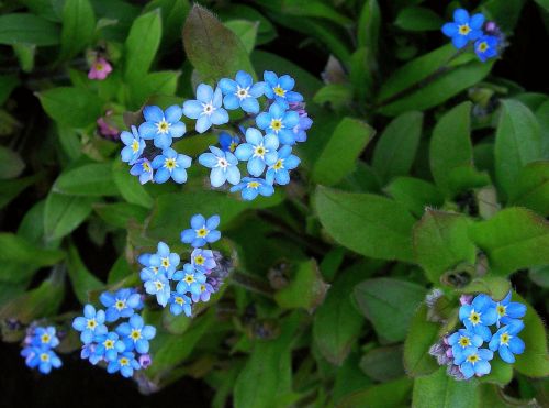blue flowers petals meadow