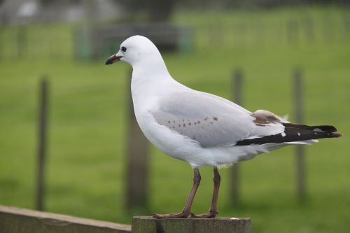 albatross bird seagull