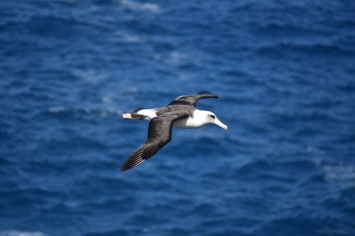 albatross bird birding