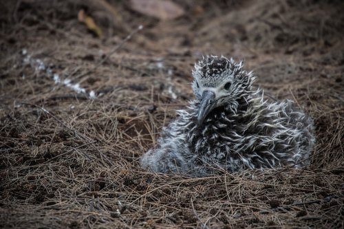 albatross  chick  nest