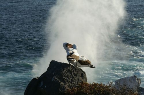 albatrosses more water