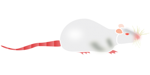 albino rat mouse