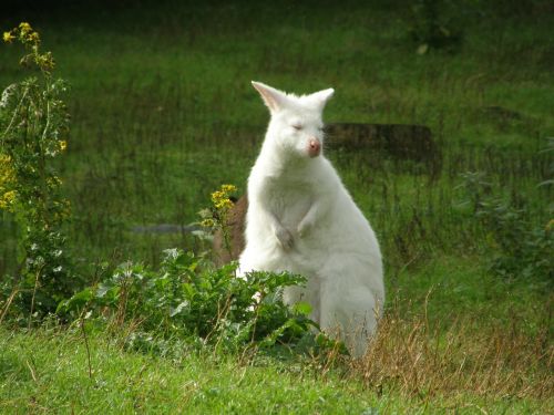 albino kangaroo animals