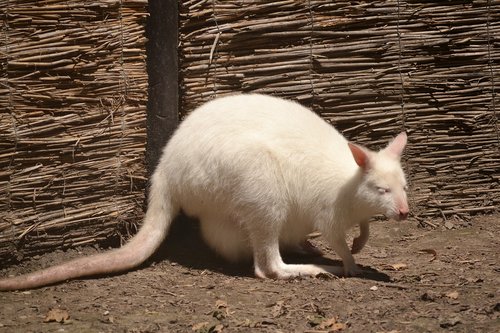 albino  kangaroo  white