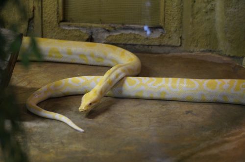 albino snake snake albino