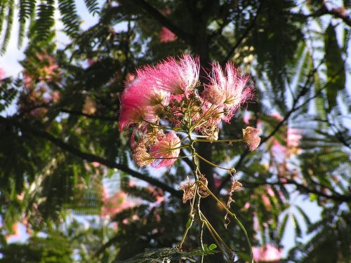 albizia close up pink flowers