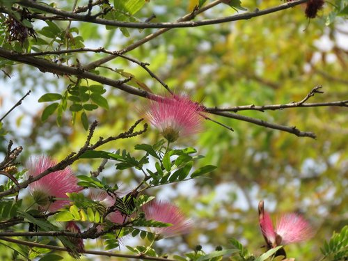 albizia  pink siris  tree