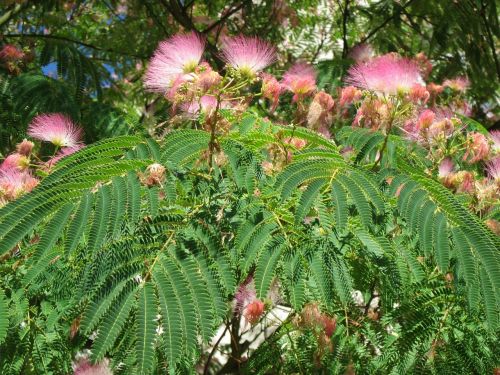 albizia julibrissin persian silk tree pink silk tree