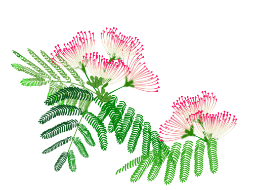 albizzia julibrissin flowers pink