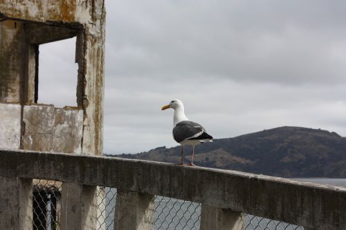 alcatraz seagull the rock