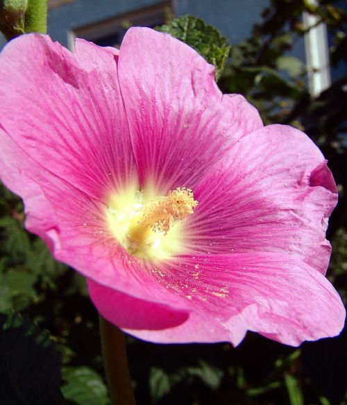 alcea pink bright garden flower