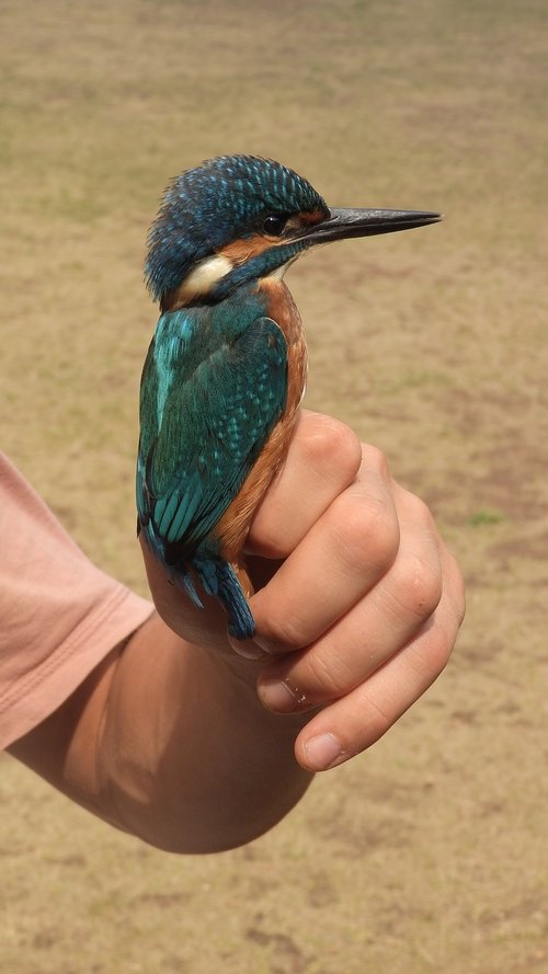 alcedo atthis  common kingfisher  kingfisher