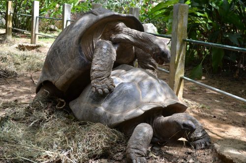 aldabra tortoise giant