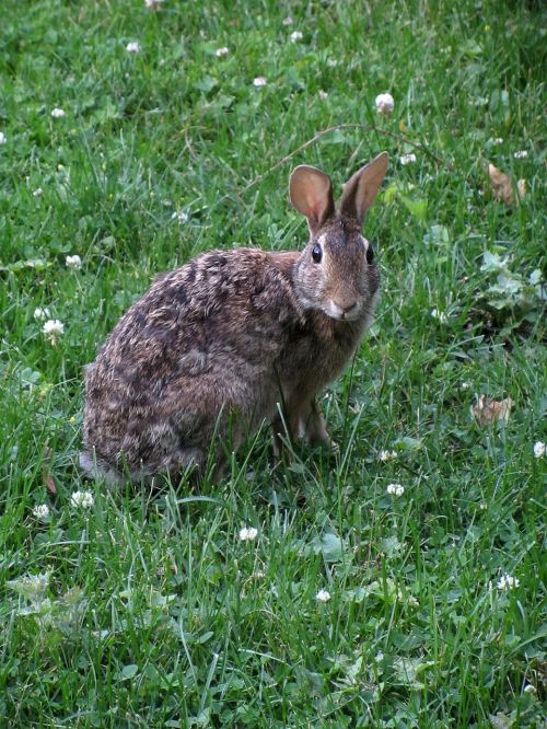 alert bunny rabbit