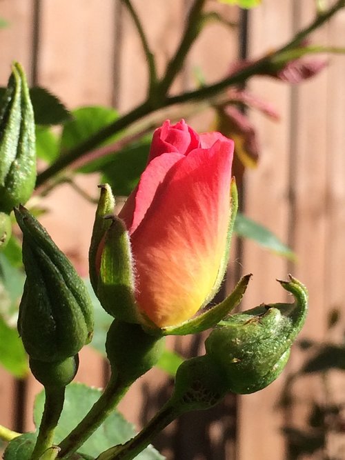 alexandra rose  rose  bud