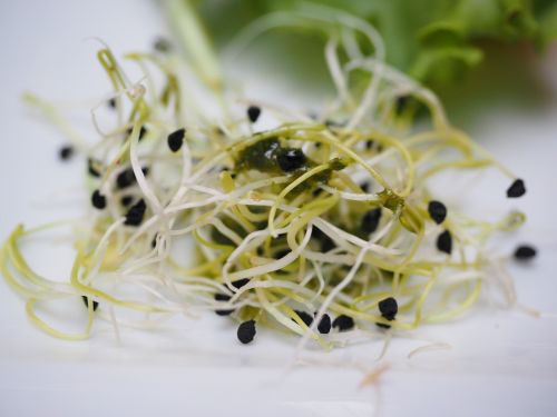 alfalfa sprouts seedlings sprout salad