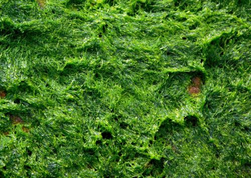 alga algae seaweed