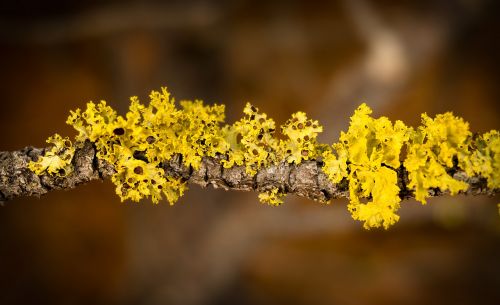 algae branch moss