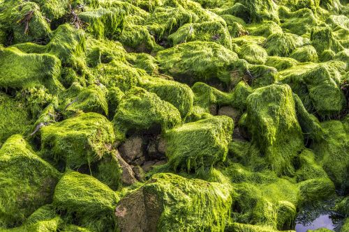 algae green brittany