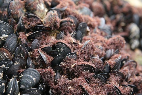 algae  mussels  intertidal