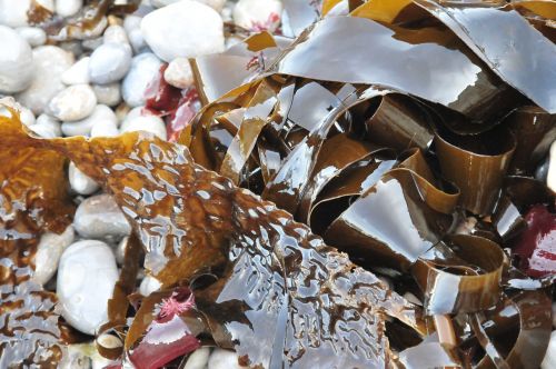 algae pebble ocean