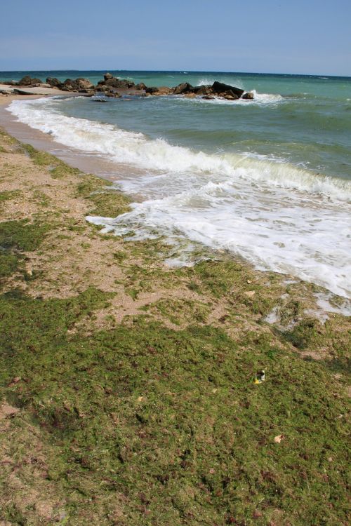 algae beach covered
