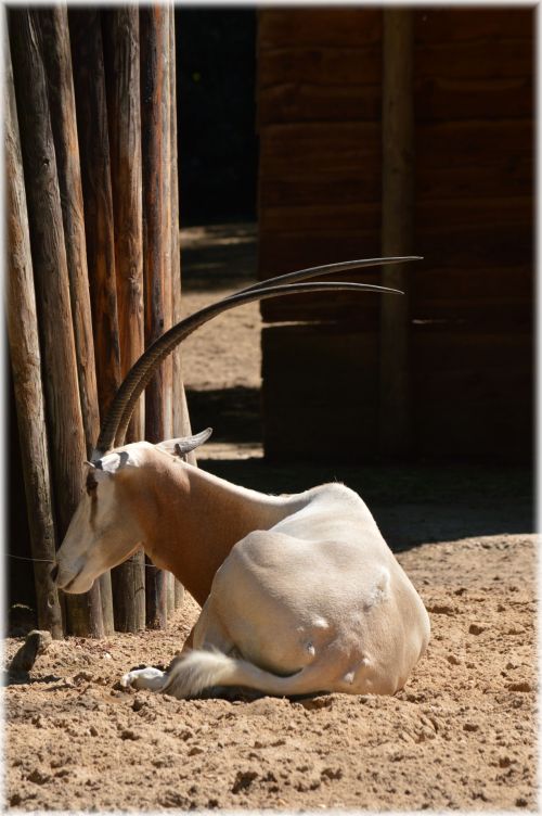 Scimitar Oryx 02