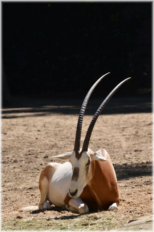 Scimitar Oryx 03