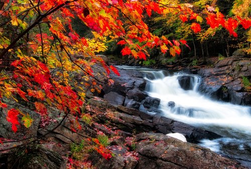 algonquin  autumn  beautiful