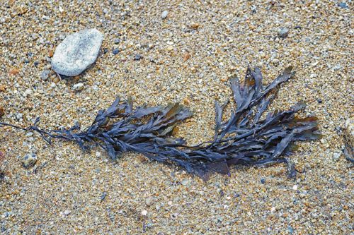 Seaweed On The Sand