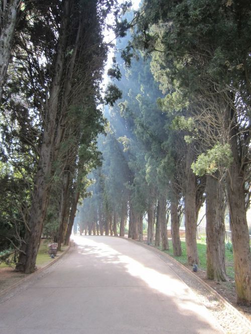alhambra trees avenue